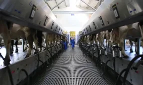 Растительный и животный протеин намерены производить в ВКО