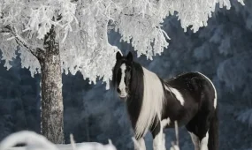 В Астане морозно, в Шымкенте и Алматы туманно: погода в четверг, 22 января