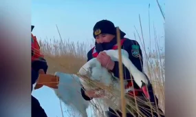 Жетісу облысында қамыс арасында қалып қойған аққу құтқарылды