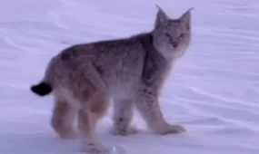 Сирек кездесетін сілеусін Семей табиғи резерватында көзге түсті