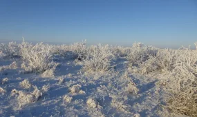Пастух не вернулся домой в Жамбылской области