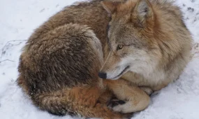 Қызылордалықтар қасқыр аулап жүр