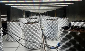 Ақмола облысында заңсыз фитозертхана анықталды: 70 түп қарасора тәркіленді