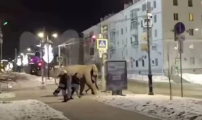 Слон сбежал из цирка, но замерз в самарские морозы и сдался