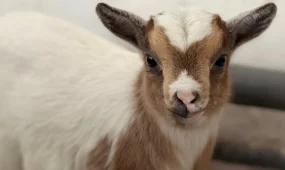 Алматы зообағында камерун ешкілері төлдеді