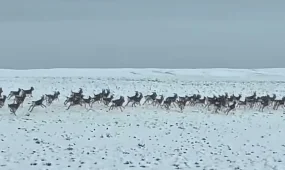 Число джейранов в Чарыне увеличилось в 10 раз