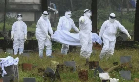 Үндістанда Нипах вирусы өршіді