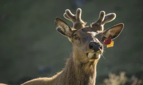 Олень перепутал банк с лесом и поднял тревогу в Нью-Йорке