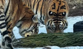 «Шыршаны тапсыр»: акция қорытындыланды