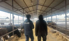 Полиция раскрыла кражу 80 голов скота на 25 млн тенге в Шымкенте