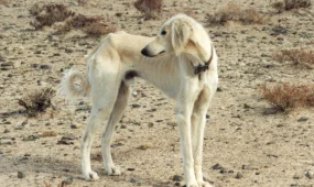 В Караганде сотрудника ветстанции обвинили в отстреле собак на частной территории