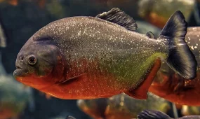 Пираньи напали на людей на популярном курорте