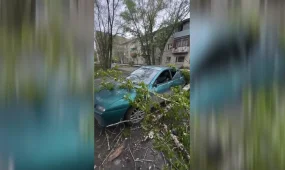 2 миллиона тенге взыскала жительница Костаная с городского акимата за упавшее на ее авто дерево