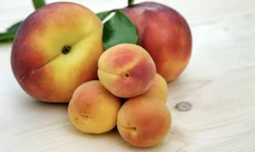 ЕЭК обнуляет пошлины на сахар, медь, текстиль и фрукты для Казахстана