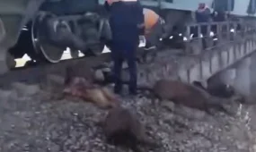 Жамбыл облысында жүк пойызы 70 қойды қағып кетті