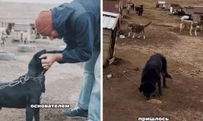 Алматы маңында қожайыны қайтыс болған соң жүзге жуық ит қараусыз қалды