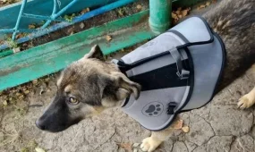 Щенок бросился на медведя и спас семью от нападения