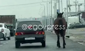 Жылқыны көлікке байлап, сүйреген