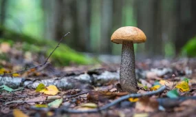 Саңырауқұлақ теруге барған әйел ауруханаға түсіп қалды