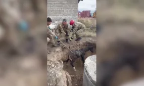В Усть-Каменогорске спасатели из колодка вытащили жеребёнка