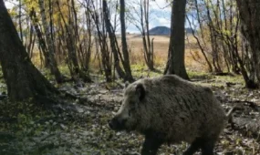 «Дерзкий» кабан разогнал волков в Буйратау (ВИДЕО)