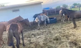80-ге жуық жылқы ұрланған: Ақмола облысында әкелі-балалы күдіктілер ұсталды