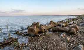 На дне Адриатического моря обнаружили останки динозавра возрастом 130 миллионов лет