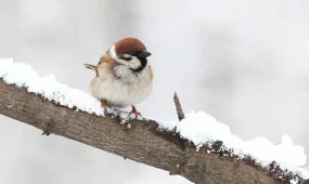 Февраль в Казахстане будет на 2 градуса теплее обычного, - синоптики