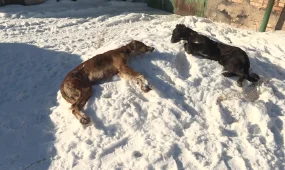 Қарағандыда тазы тұқымды иттерді заңсыз атуда