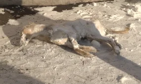 Национальное достояние страны - собаки породы тазы незаконно   застрелены в Караганде