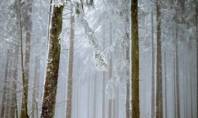 Туман, метели и ветер: непогода накроет большую часть Казахстана в среду, 4 февраля