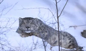 Алматы тауларындағы қар барысы спутник арқылы бақылауға алынды