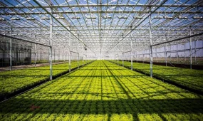 Түркістан облысында құны 42 млрд теңге болатын өнеркәсіптік жылыжай кешені іске қосылады