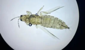 Эквадордан келген гүл партиясынан батыс гүл трипсі анықталды