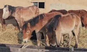 Атырау облысында  жылқы аштықтан қырылып жатыр