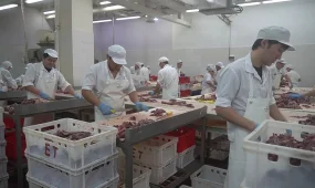 Консервы из мяса сайги начали выпускать в Западно-Казахстанской области