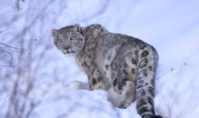 Замеченному под Алматы снежному барсу установили спутниковый ошейник