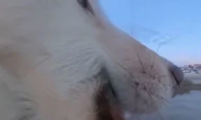 Собака в Гренландии сорвала репортаж, украв камеру у корреспондента