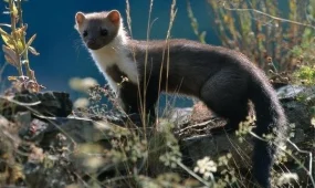 Қызыл кітапқа енген тас сусары фототұзаққа түсіп қалды