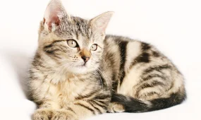 Кошки понимают больше, чем мы думали: новые исследования раскрывают их когнитивные способности