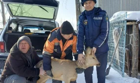Косулю пришлось спасать полицейским Семея
