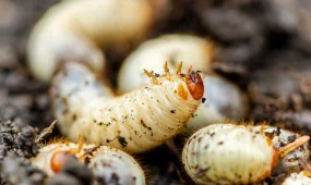 Завод по производству продуктов из личинок насекомых закрылся во Франции