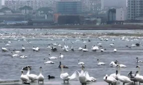 Лебеди прилетели на берег Актау