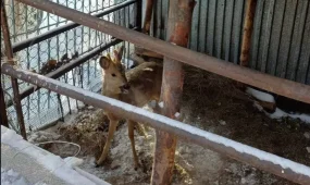 Семейде үй ауласына елік кіріп кеткен