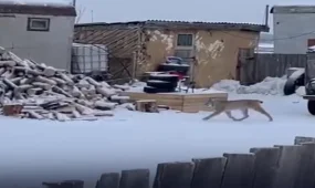 Дикая рысь напугала жителей села в Костанайской области