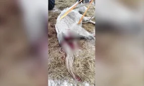 БҚО-да жылқы тебіндей алмай қырылып жатыр