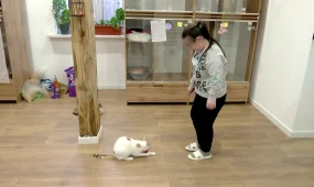 «Место, где помогают не только животным, но и людям»: алматинка с ограниченными возможностями открыла необычную гостиницу для питомцев