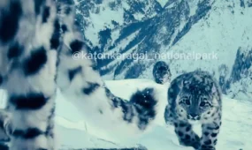 Снежного барса с тремя детёнышами заметили в Катон-Карагае