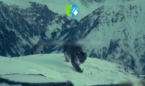 Редкие кадры семьи снежных барсов сняли в ВКО