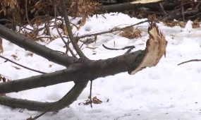 Шымкентте ағаштың бұтағының астындаға қалған оқушы қаза тапты